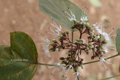 Clerodendrum viscosum